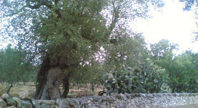 NOTA DEL SINDACO del 19 Maggio 2009   Venticinque milioni per i muretti a secco