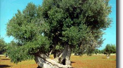 COMUNICATO STAMPA DEL 28 Gennaio 2009