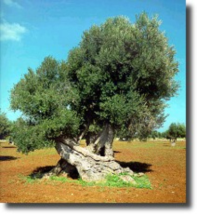 COMUNICATO STAMPA DEL 28 Gennaio 2009