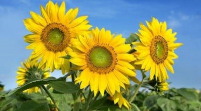 Bando di concorso per l&rsquo;assegnazione di incentivi per la coltivazione d...