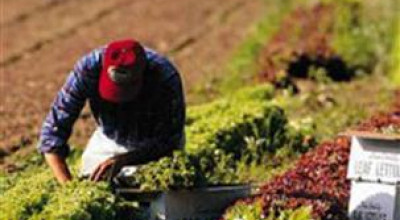 Agevolazioni per l'insediamento di giovani in agricoltura