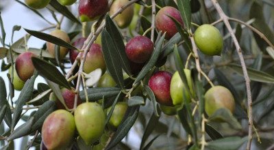 Notizie Importanti sulla Xylella