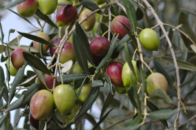 Notizie Importanti sulla Xylella