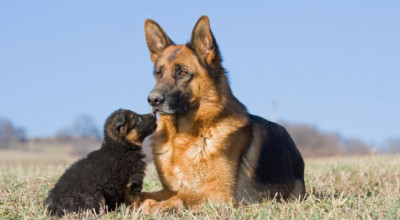 Domenica 16 dicembre 2018 - Giornata della microchippatura gratuita 