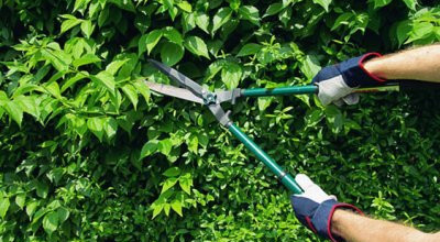 Servizio di raccolta frazione verde da sfalci e potature da utenze domestiche 