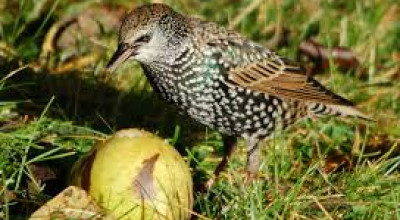 Le novit&agrave; sul prelievo in deroga dello storno (Sturnus Vulgaris); le p...