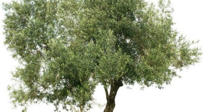 Gestione della lotta alla Xylella fastidiosa. Inizio delle attivit&agrave; di...