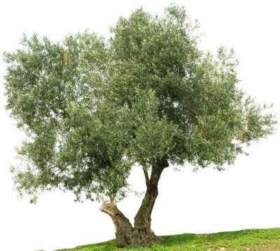 Gestione della lotta alla Xylella fastidiosa. Inizio delle attivit&agrave; di...