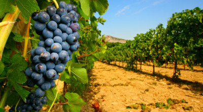 Misura &ldquo;Ristrutturazione e riconversione dei vigneti: disposizion...