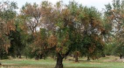 Emergenza connessa alla diffusione della Xylella fastidiosa - Ordinanza del C...