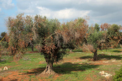 Misure fitosanitarie per contrastare la diffusione della Xylella Fastidiosa