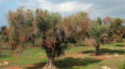 Misure fitosanitarie per contrastare la diffusione della Xylella Fastidiosa