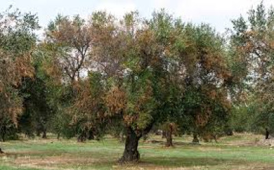 Emergenza connessa alla diffusione della Xylella fastidiosa - Ordinanza del C...